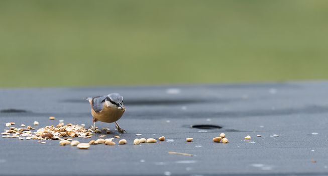 sitta europaea bird looking for seeds as peanuts for the winter