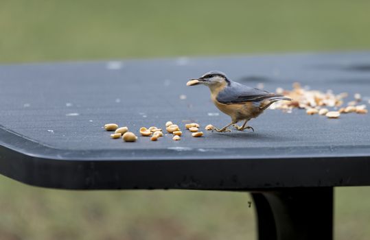 sitta europaea bird looking for seeds as peanuts for the winter