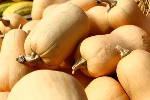 The picture shows many butternut pumpkins