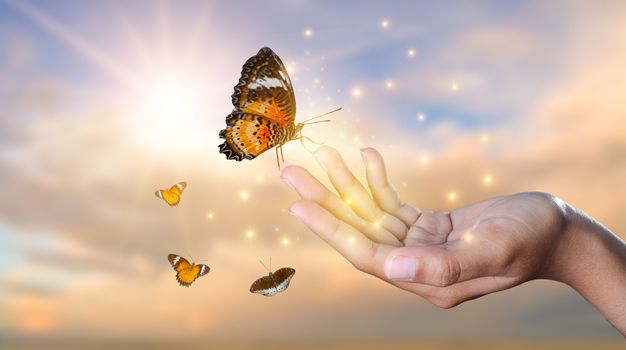 a butterfly leans on a hand among the golden light flower fields in the evening