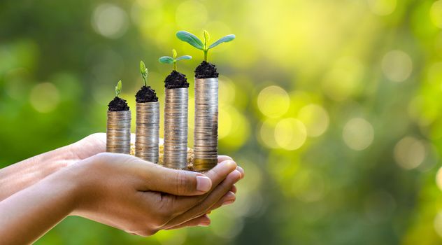 hand Coin tree The tree grows on the pile. Saving money for the future. Investment Ideas and Business Growth. Green background with bokeh sun