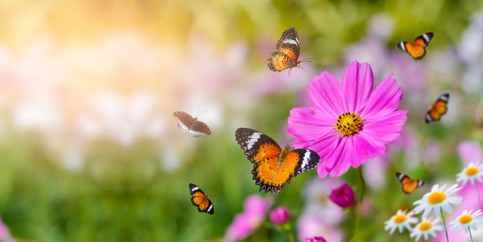 The yellow orange butterfly is on the white pink flowers in the green grass fields