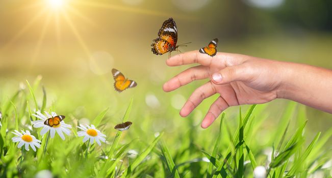 a butterfly leans on a hand among the golden light flower fields in the evening