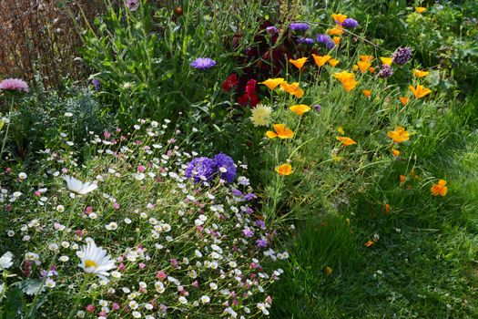 Flourishing summer flower bed in a garden with daisies, fleabane, asters and Californian poppies