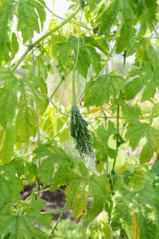 Spined bitter gourd growing on a leafy vine, the fruit still bearing the pollinated female flower