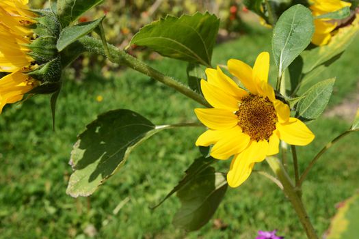 Bright yellow sunflower - Little Dorrit F1 - turns towards the sun in a summer garden