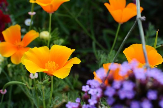 Orange Californian poppies in full bloom in a summer flower bed