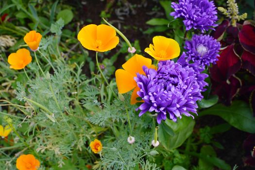 Californian poppies - Eschscholzia californica - and purple asters grow together in a pretty flower bed