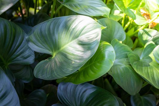 Background texture of leaves closeup. Green Leaves Background with White Paper Frame. Flat Lay