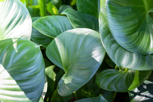 Background texture of leaves closeup. Green Leaves Background with White Paper Frame. Flat Lay