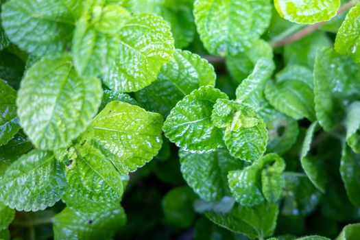 Background texture of leaves closeup. Green Leaves Background with White Paper Frame. Flat Lay