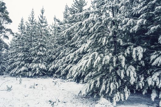 Forest of pine trees woodland in snow