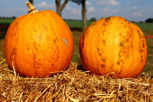 The picture shows oil squash on straw