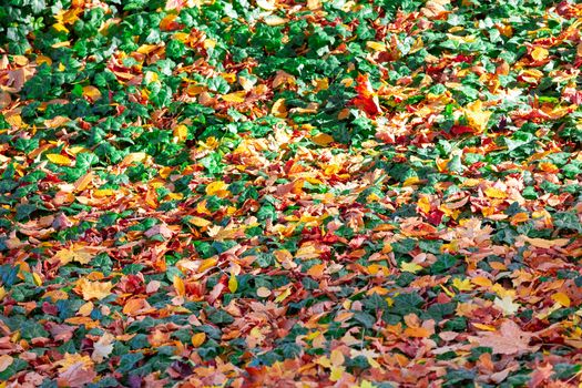 fallen leaves on the ground in the park in autumn for background or texture use. Natural fall concept, autumn pattern background.