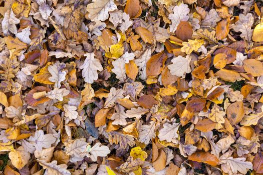 fallen leaves on the ground in the park in autumn for background or texture use. Natural fall concept, autumn pattern background.