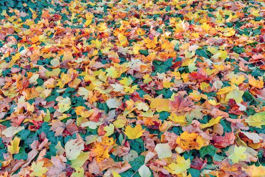 fallen leaves on the ground in the park in autumn for background or texture use. Natural fall concept, autumn pattern background.