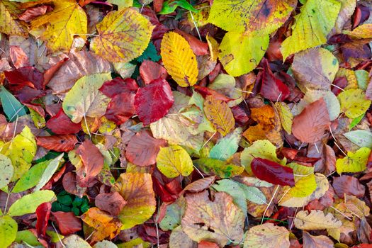 fallen leaves on the ground in the park in autumn for background or texture use. Natural fall concept, autumn pattern background.