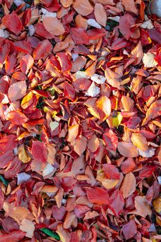 fallen leaves on the ground in the park in autumn for background or texture use. Natural fall concept, autumn pattern background.
