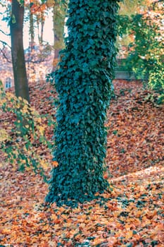 Tree trunk covered by ivy plant. Autumn season natural background. Fall concept in park. Vivid colorful natural scene. Europe