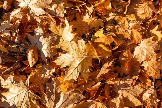 fallen leaves on the ground in the park in autumn for background or texture use. Natural fall concept, autumn pattern background.