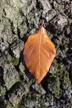 yellow leaf on tree trunk basr, fall concept