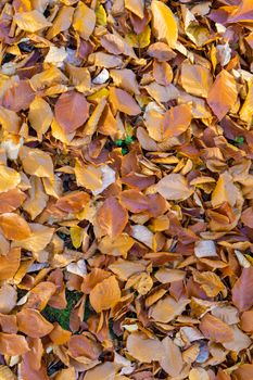 fallen leaves on the ground in the park in autumn for background or texture use. Natural fall concept, autumn pattern background.