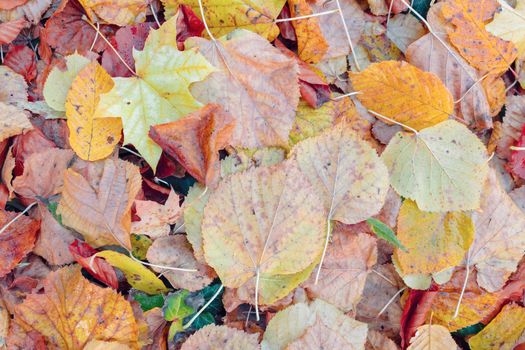 fallen leaves on the ground in the park in autumn for background or texture use. Natural fall concept, autumn pattern background.