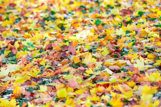 fallen leaves on the ground in the park in autumn for background or texture use. Natural fall concept, autumn pattern background.