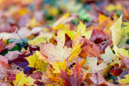 fallen leaves on the ground in the park in autumn for background or texture use. Natural fall concept, autumn pattern background.