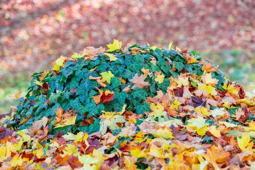 fallen leaves on the ground in the park in autumn for background or texture use. Natural fall concept, autumn pattern background.