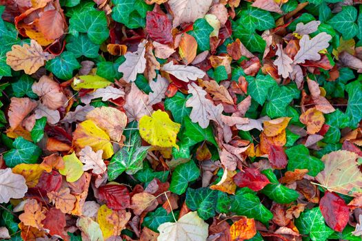 fallen leaves on the ground in the park in autumn for background or texture use. Natural fall concept, autumn pattern background.