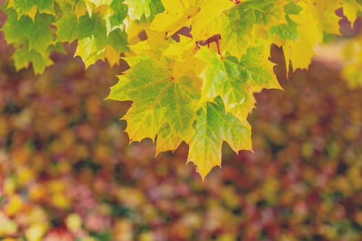 autumn fall maple leaf with shallow focus and blurry background. Fall in the park.