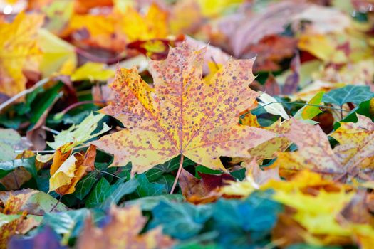 fallen leaves on the ground in the park in autumn for background or texture use. Natural fall concept, autumn pattern background.