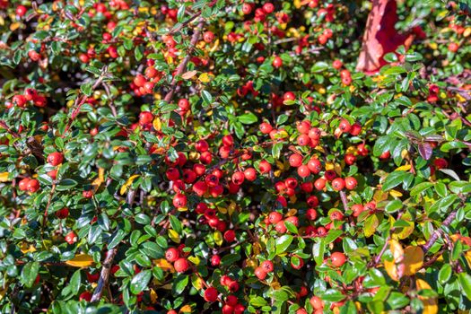 fall natural background with red berries of gaultheria