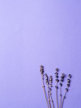 violet lavender flowers arranged on bright purple background. Top view, flat lay. Minimal concept. Copy space for text.