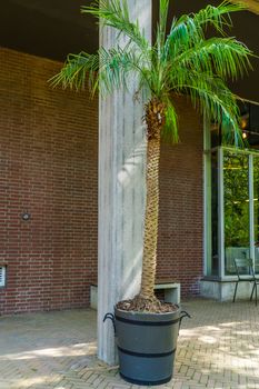 palm tree in a planter, popular home and garden decorative plants
