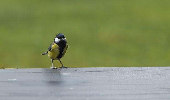 Cute little Great tit bird in yellow black color sitting on table looking for food in the back garen alone Europe ,Parus major