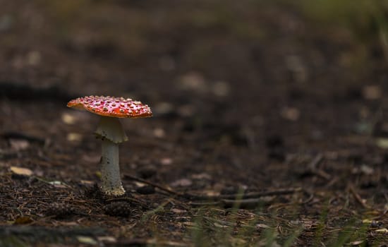 fly agaric red mushroom with white dots in the forest