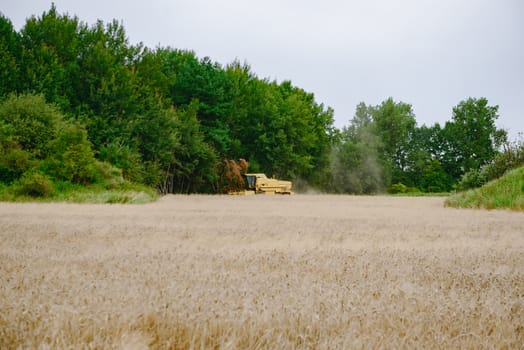 Combine harvesting wheat. Sumemr time. Agriculture background with copy space.