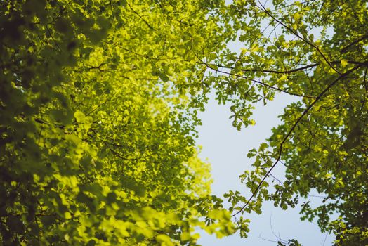 Green leaves growing in on the trees background. Early spring time