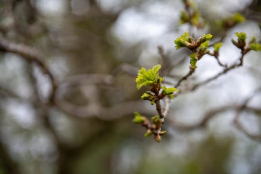 Green leaves growing in the meadow background. Early spring time