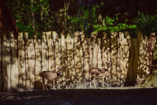 Fallow deer in the woods eating grass. Copy space.