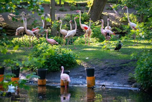 Many flamingos birds drink water in the forest