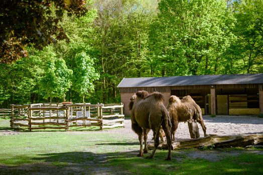 Image of the camel and th young one taken in park.