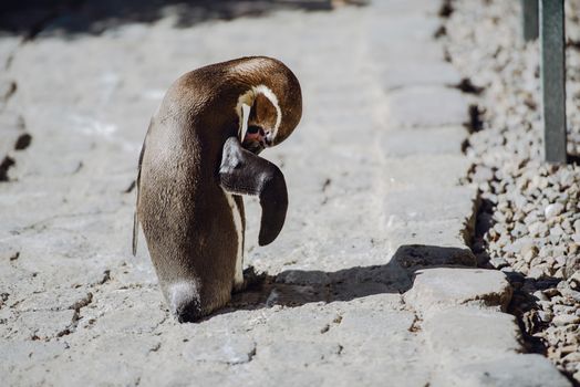 The penguin stands and looks straight. Copyspace