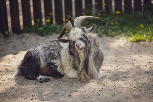 Three baby goat resting on the ground on sunny day in the farm.