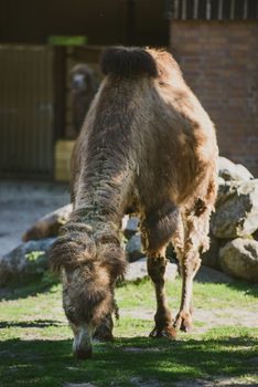 Image of the camel and th young one taken in park.