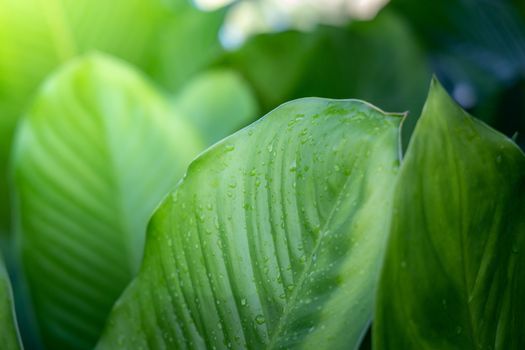 Background texture of leaves closeup. Green Leaves Background with White Paper Frame. Flat Lay