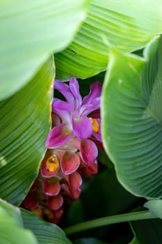 The background image of the colorful flowers, background nature