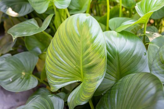 Background texture of leaves closeup. Green Leaves Background with White Paper Frame. Flat Lay